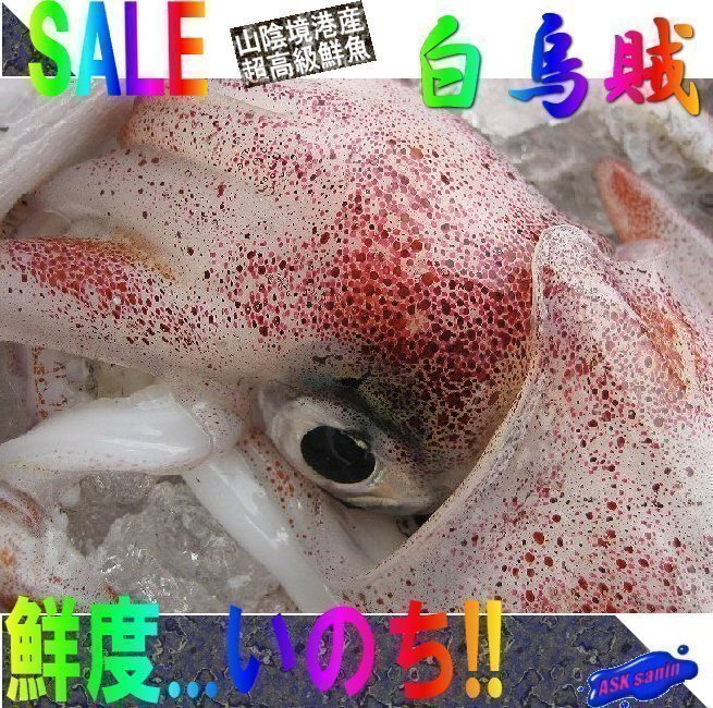 人気NO1の「n白烏賊34尾で4kg」箱売り（入り数不定）、お刺身用（剣先）美しい釣り物です。の画像1