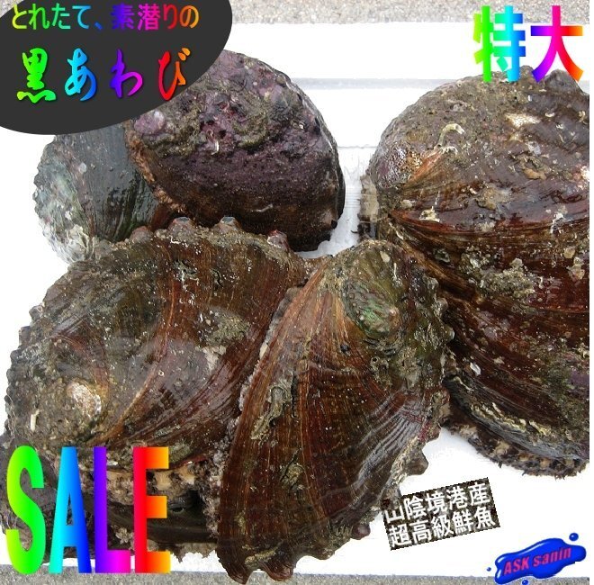 活物直送!!「黒あわび大-1kg」素潜りで採った、山陰境港産の画像1