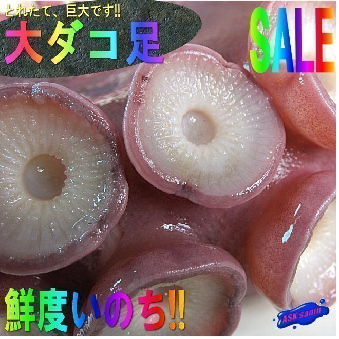 お刺身用20kgの「タコ足１本で1.2kg」特大・極太！！山陰境港産の画像1