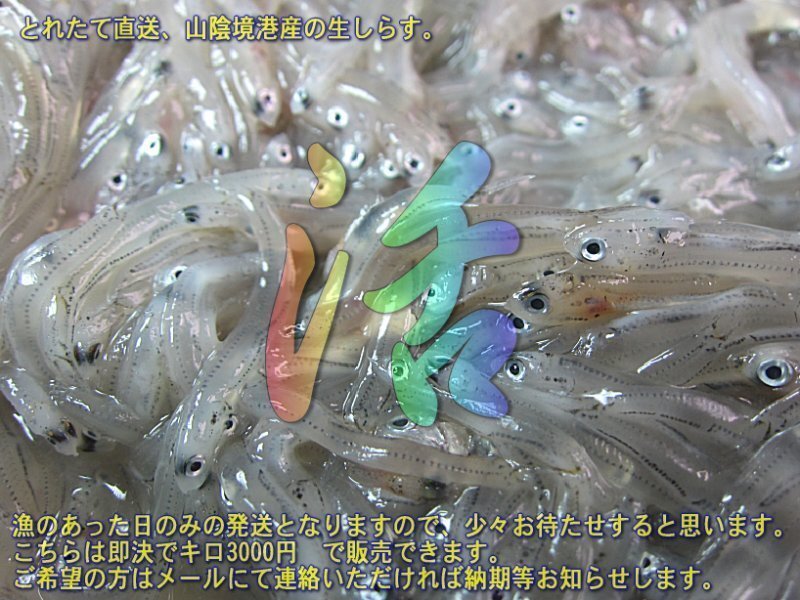 5箱、お刺身用「しらす500g」鮮度抜群、活冷凍 『魚王国』境港産の画像6