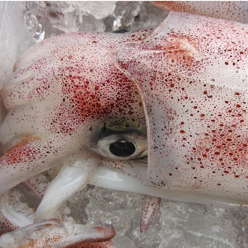  популярный NO1. [n белый ..34 хвост .4kg] коробка продажа ( ввод число неопределенный ),. sashimi для (..) прекрасный рыбалка предмет..