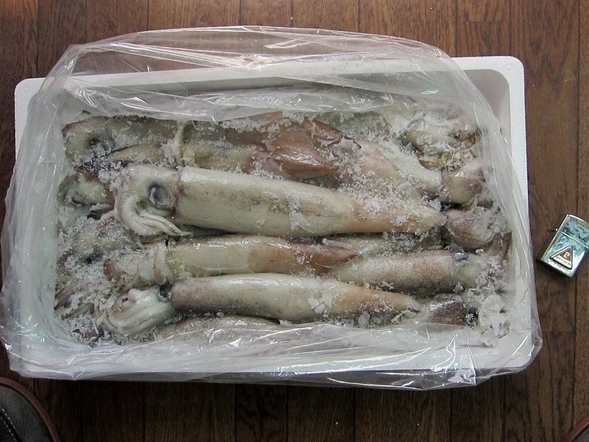 お刺身用「スルメ烏賊26尾位で4kg」活冷凍品、-美しい釣り物の画像9