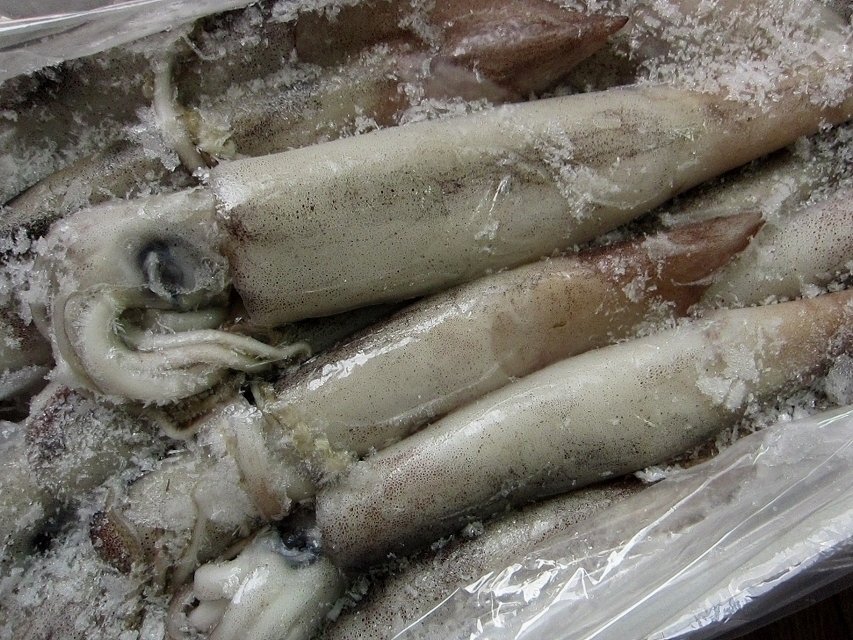 お刺身用「スルメ烏賊32尾位で4kg」活冷凍品、-美しい釣り物の画像7