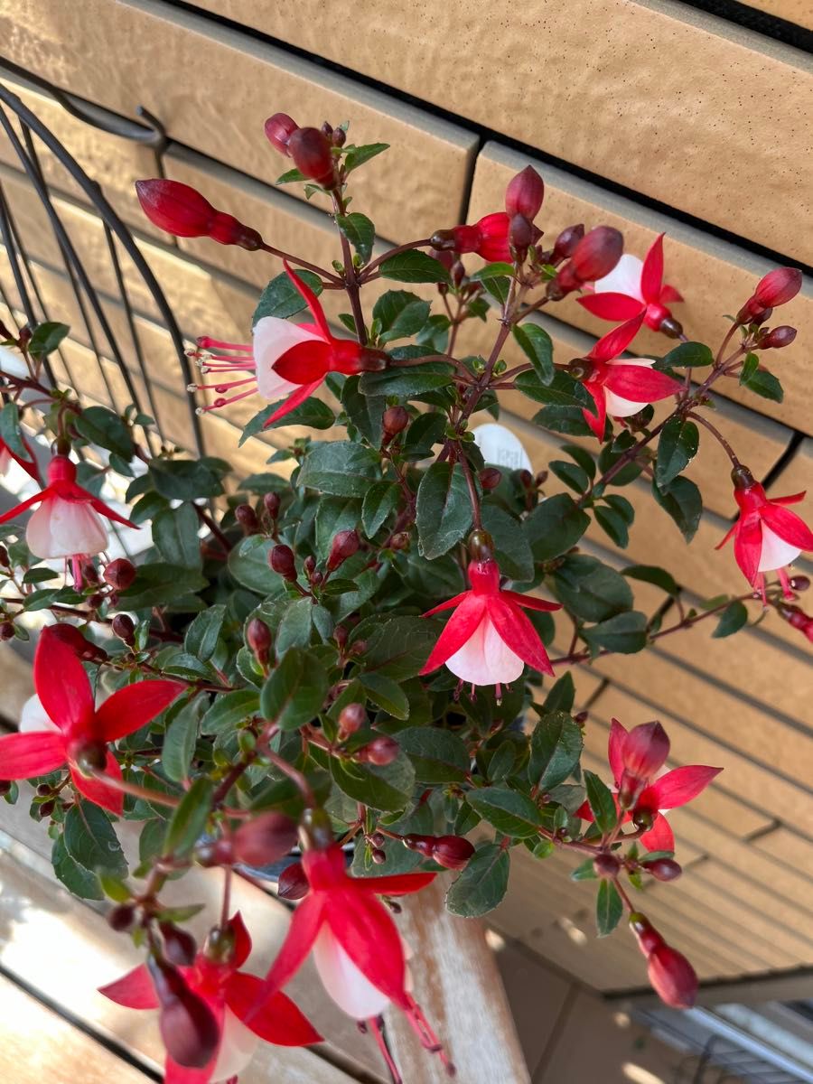 フクシア：ルージュブラン（赤白）4号鉢植え　12センチポット　開花中＆蕾多め♪