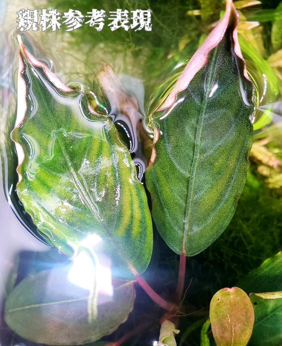 ブセファランドラ パダワン1 Bucephalandra sp. Padawan1 KN便／cf.motleyana モトレイアーナ 水中育成 水中葉 無農薬 レア個体 送料無料②