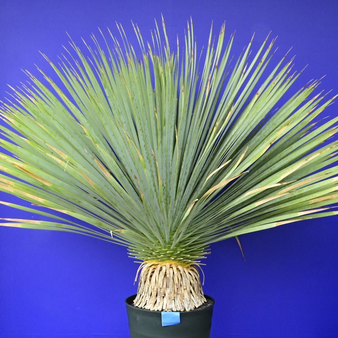 元気いっぱい ユッカロストラータ 国内栽培品(青シール) Yucca rostrata 180サイズ    の画像1