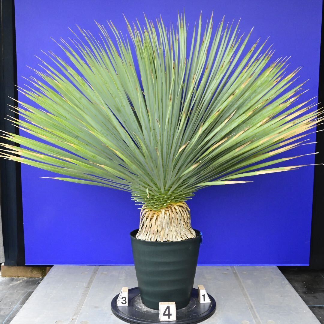 元気いっぱい ユッカロストラータ 国内栽培品(青シール) Yucca rostrata 180サイズ    の画像5