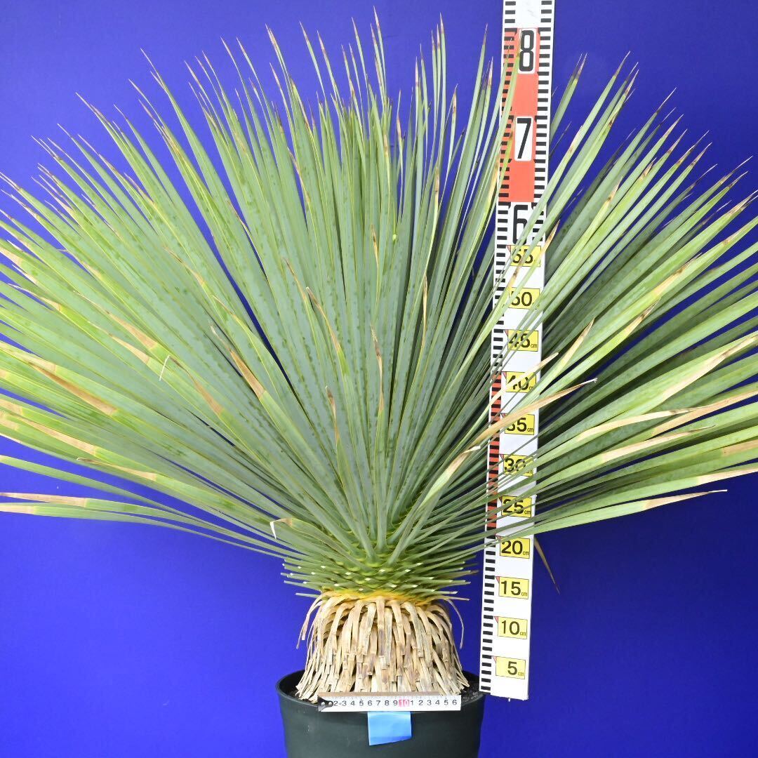 元気いっぱい ユッカロストラータ 国内栽培品(青シール) Yucca rostrata 180サイズ    の画像8