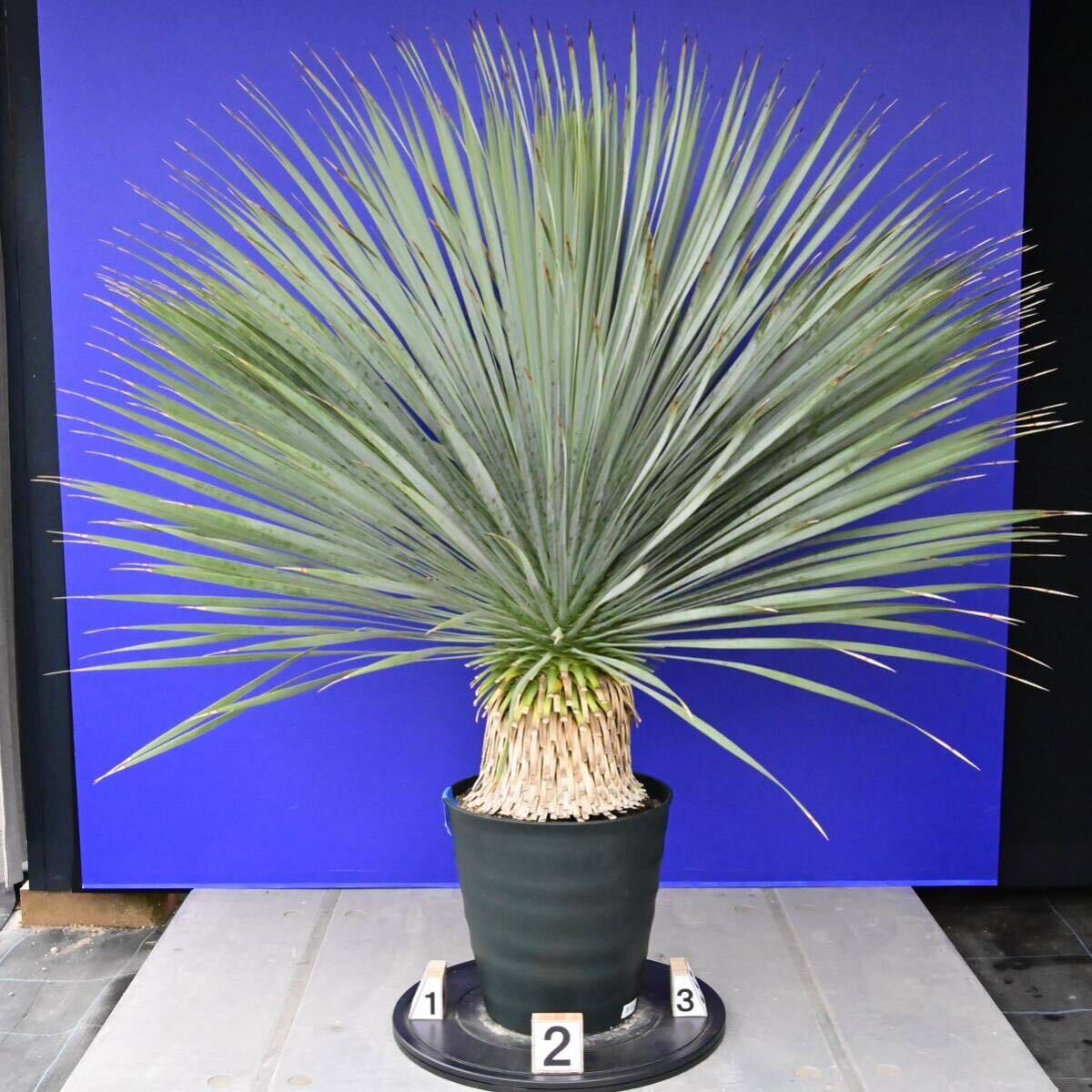 元気一杯の ユッカ ロストラータ (青シール) Yucca rostrata 国内栽培品 180サイズ    の画像2