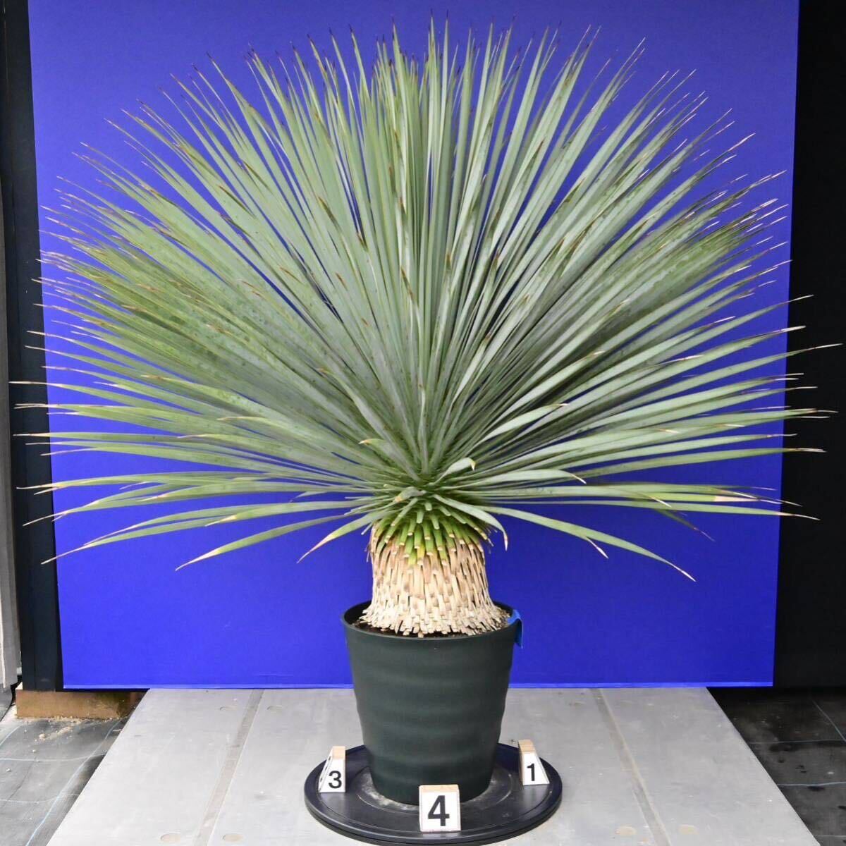 元気一杯の ユッカ ロストラータ (青シール) Yucca rostrata 国内栽培品 180サイズ    の画像4