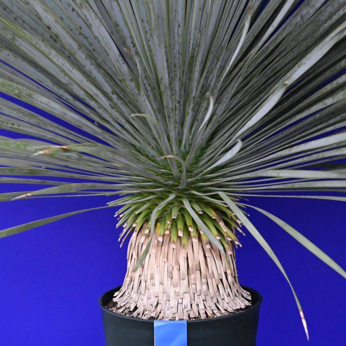 元気一杯の ユッカ ロストラータ (青シール) Yucca rostrata 国内栽培品 180サイズ    の画像5
