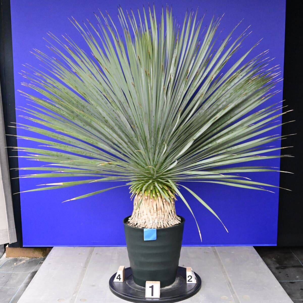 元気一杯の ユッカ ロストラータ (青シール) Yucca rostrata 国内栽培品 180サイズ    の画像1