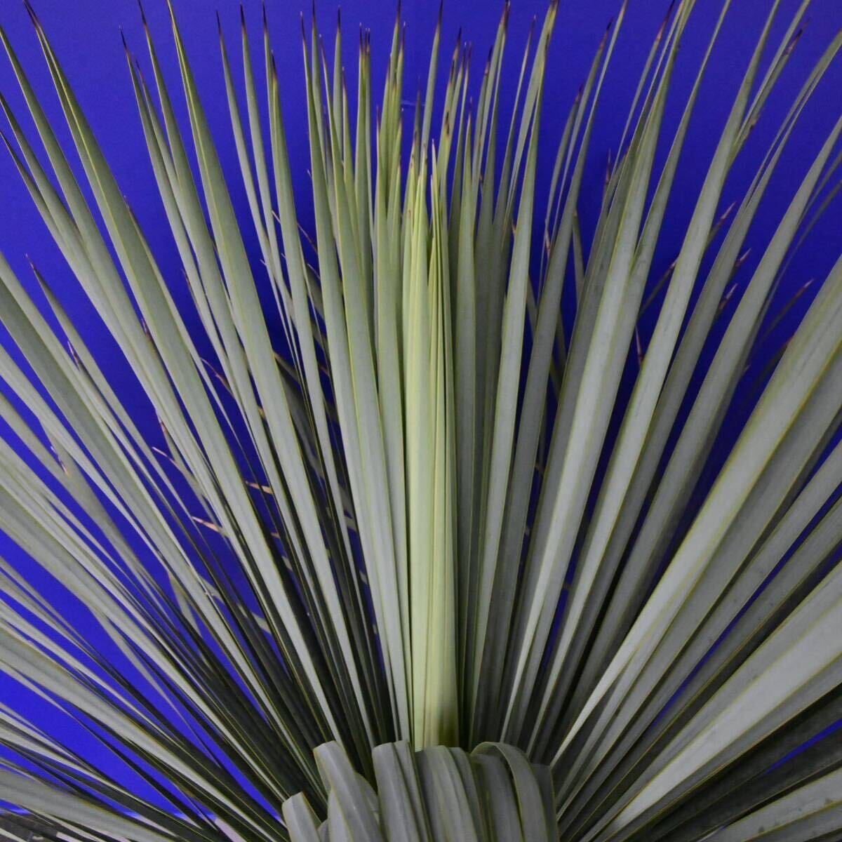 元気一杯の ユッカ ロストラータ (青シール) Yucca rostrata 国内栽培品 180サイズ    の画像9