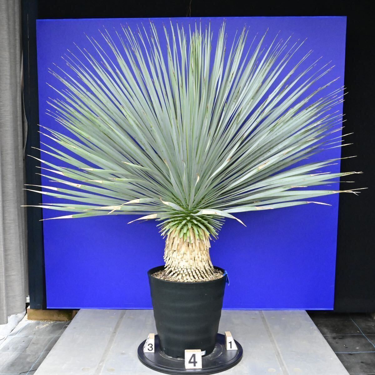 特に青白い 元気いっぱい ユッカ ロストラータ 国内栽培品(青シール) Yucca rostrata 200サイズ    の画像4