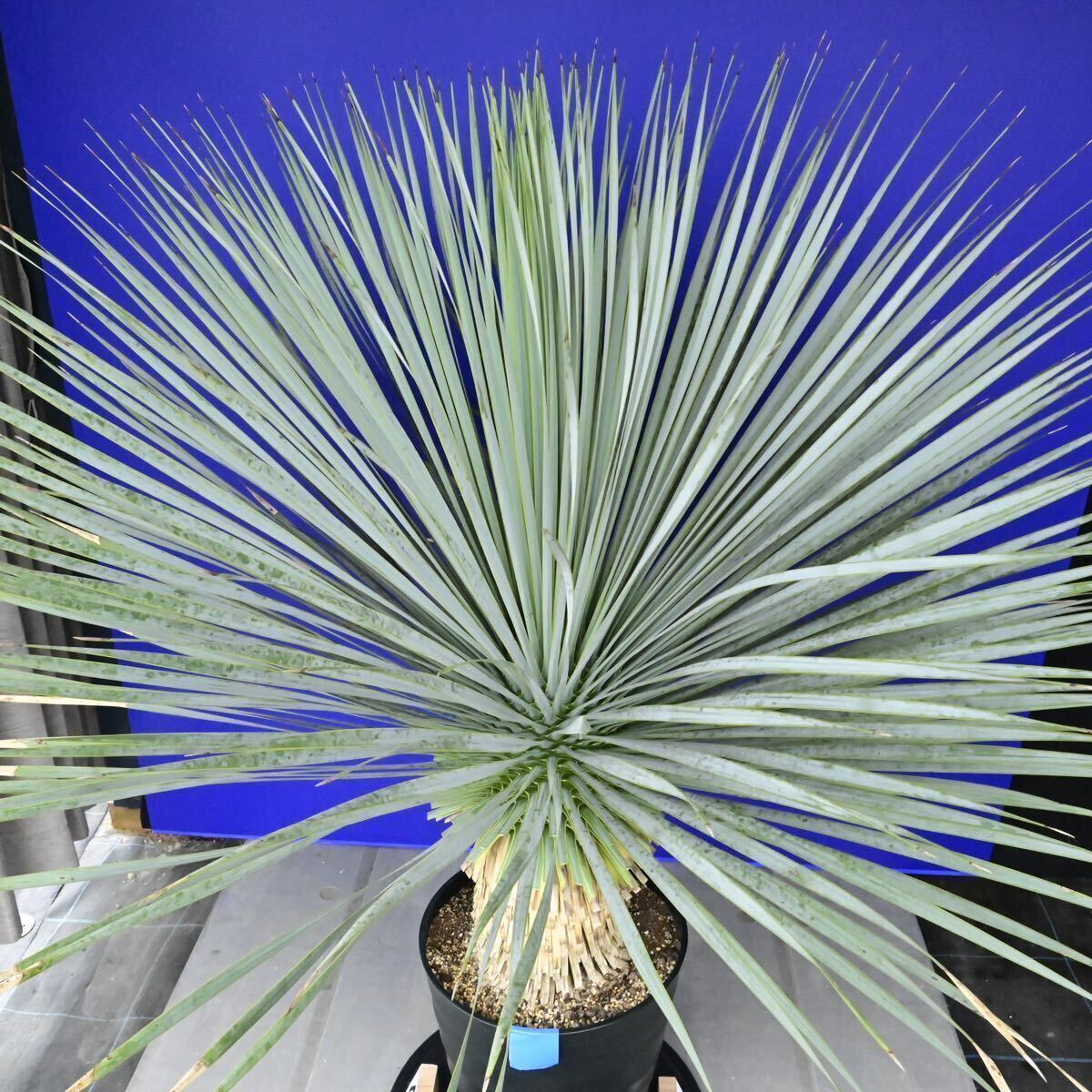 特に青白い 元気いっぱい ユッカ ロストラータ 国内栽培品(青シール) Yucca rostrata 200サイズ    の画像9