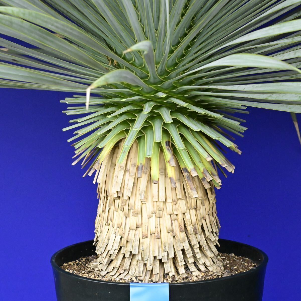 特に青白い 元気いっぱい ユッカ ロストラータ 国内栽培品(青シール) Yucca rostrata 200サイズ    の画像6