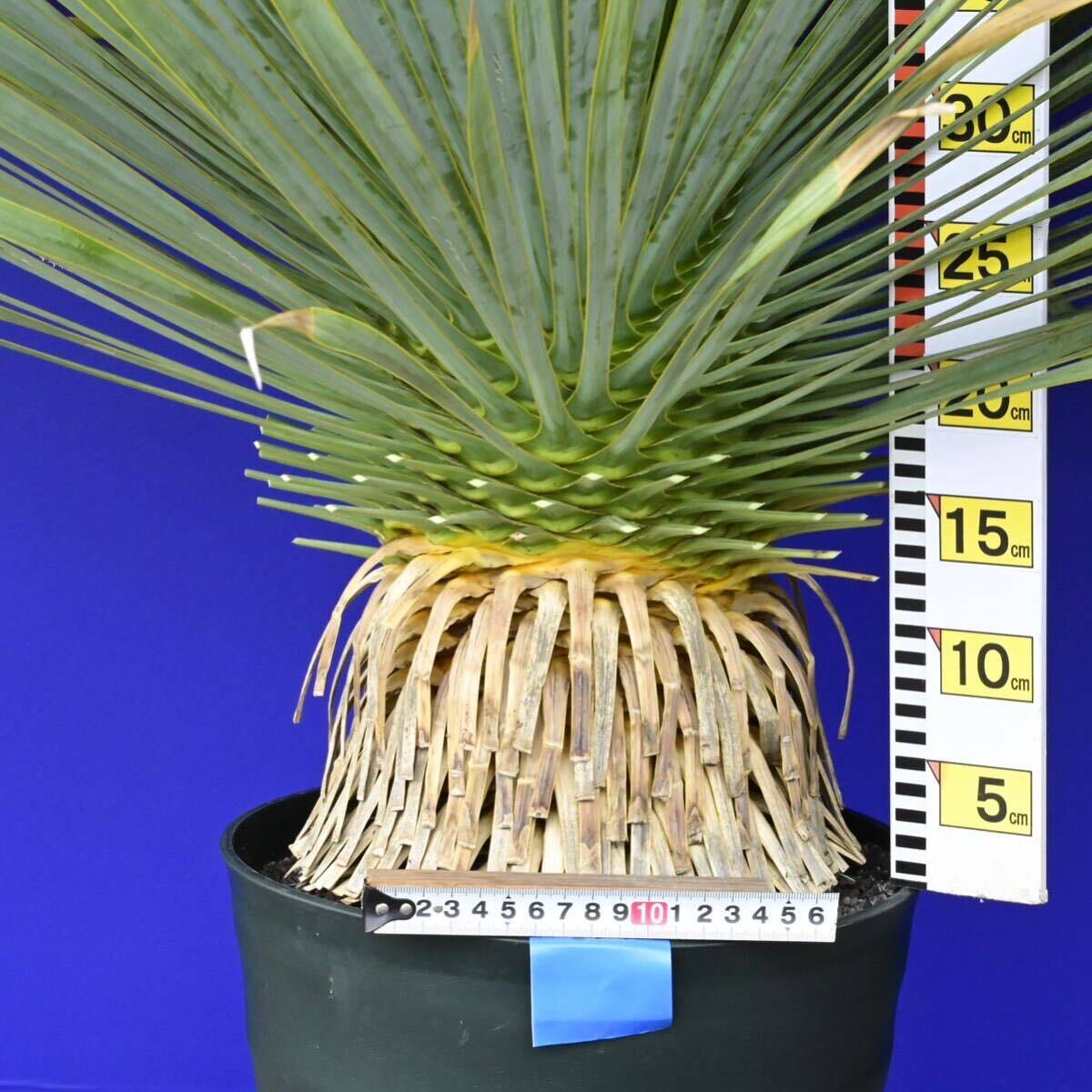 元気いっぱい ユッカロストラータ 国内栽培品(青シール) Yucca rostrata 180サイズ    の画像7