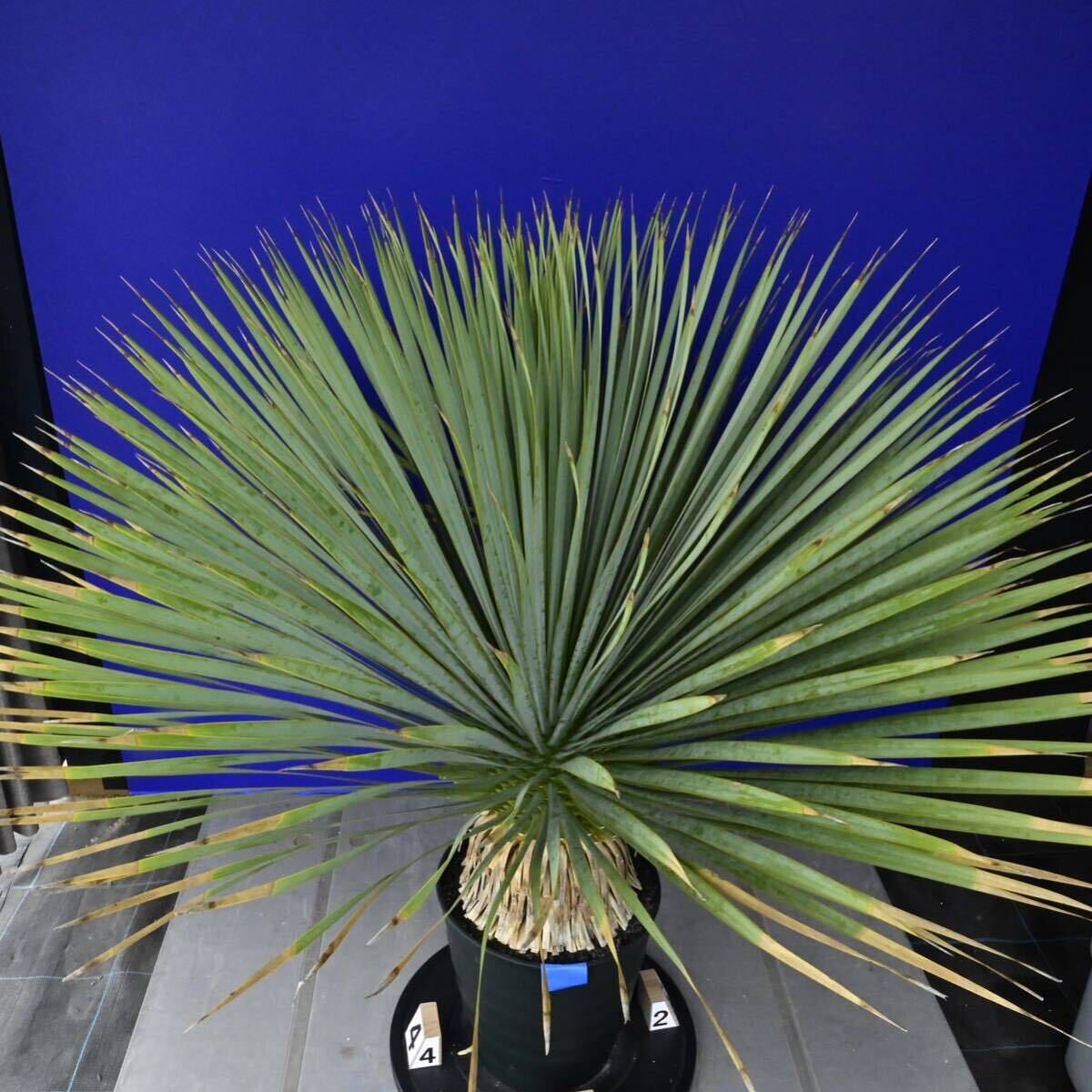 元気いっぱい ユッカロストラータ 国内栽培品(青シール) Yucca rostrata 180サイズ    の画像9