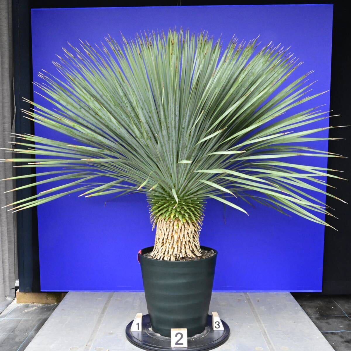 元気いっぱい ユッカロストラータ 国内栽培品(赤シール) Yucca rostrata 180サイズ    の画像3