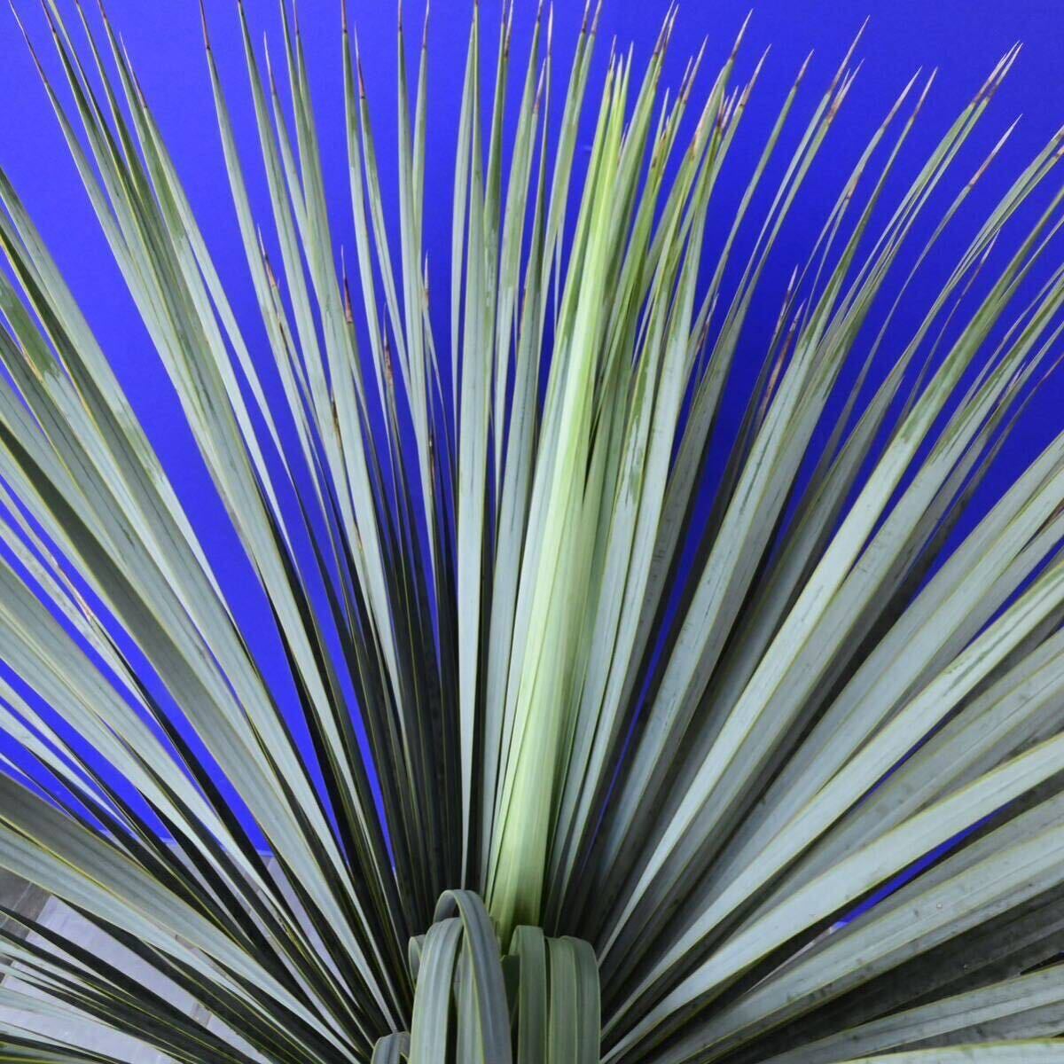 元気いっぱい ユッカロストラータ 国内栽培品 (紫シール) Yucca rostrata 160サイズ    の画像10