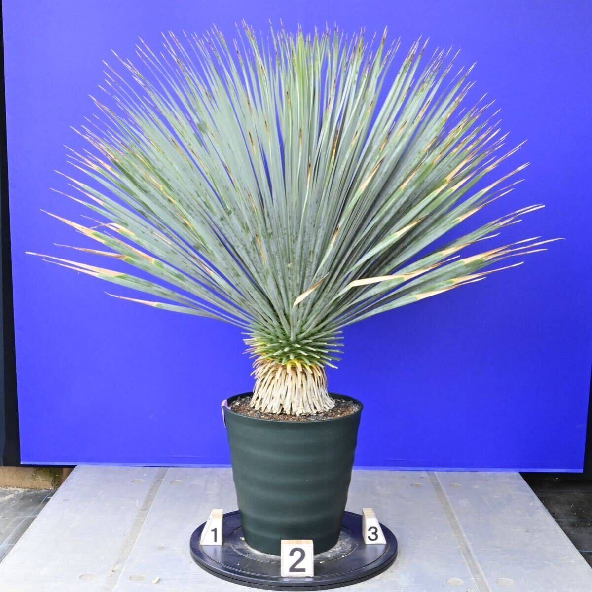 元気いっぱい ユッカロストラータ 国内栽培品 (紫シール) Yucca rostrata 160サイズ    の画像3