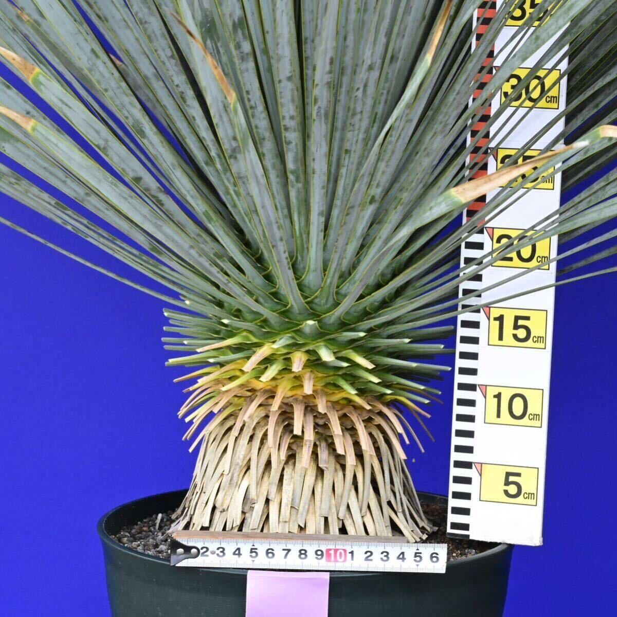 元気いっぱい ユッカロストラータ 国内栽培品 (紫シール) Yucca rostrata 160サイズ    の画像7