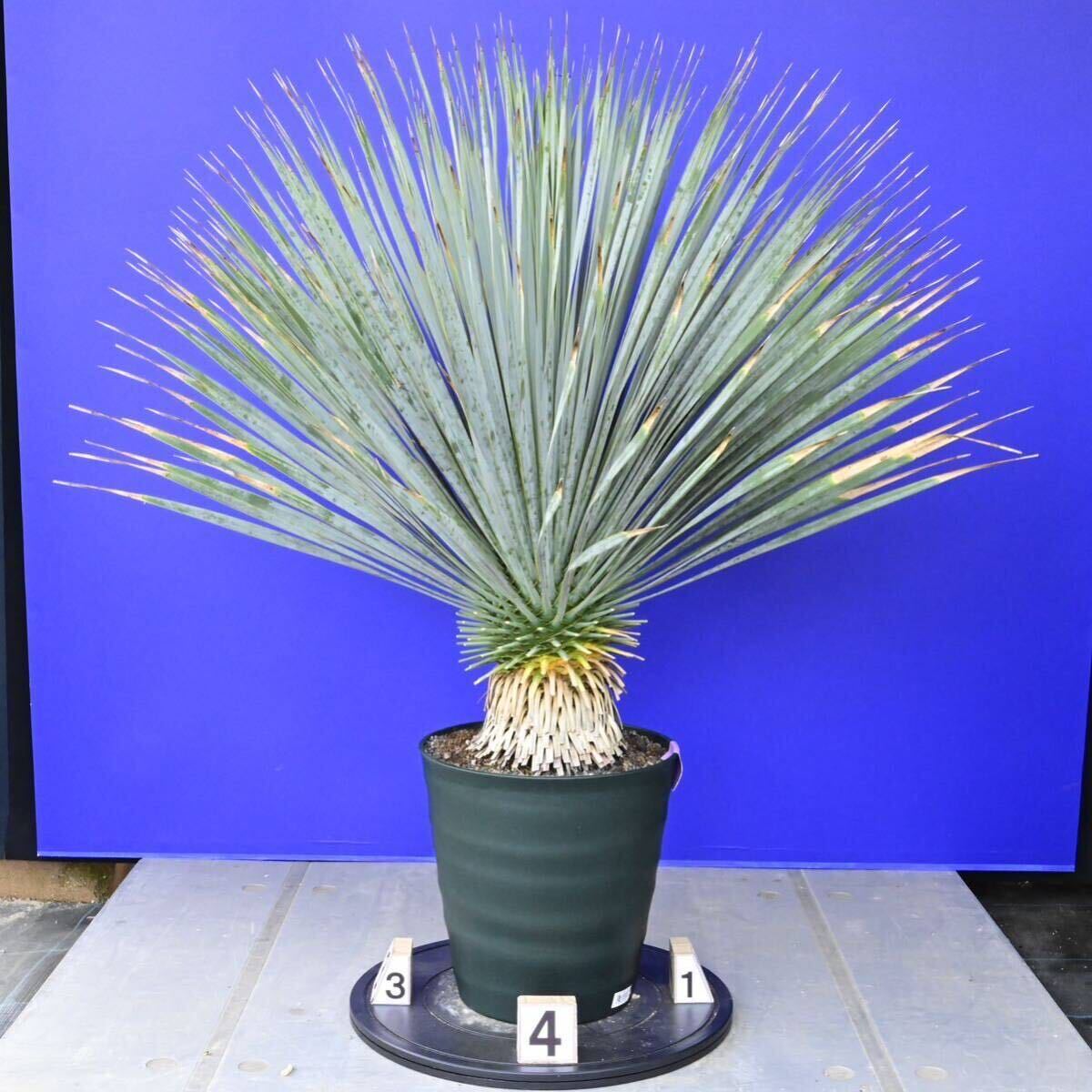 元気いっぱい ユッカロストラータ 国内栽培品 (紫シール) Yucca rostrata 160サイズ    の画像5