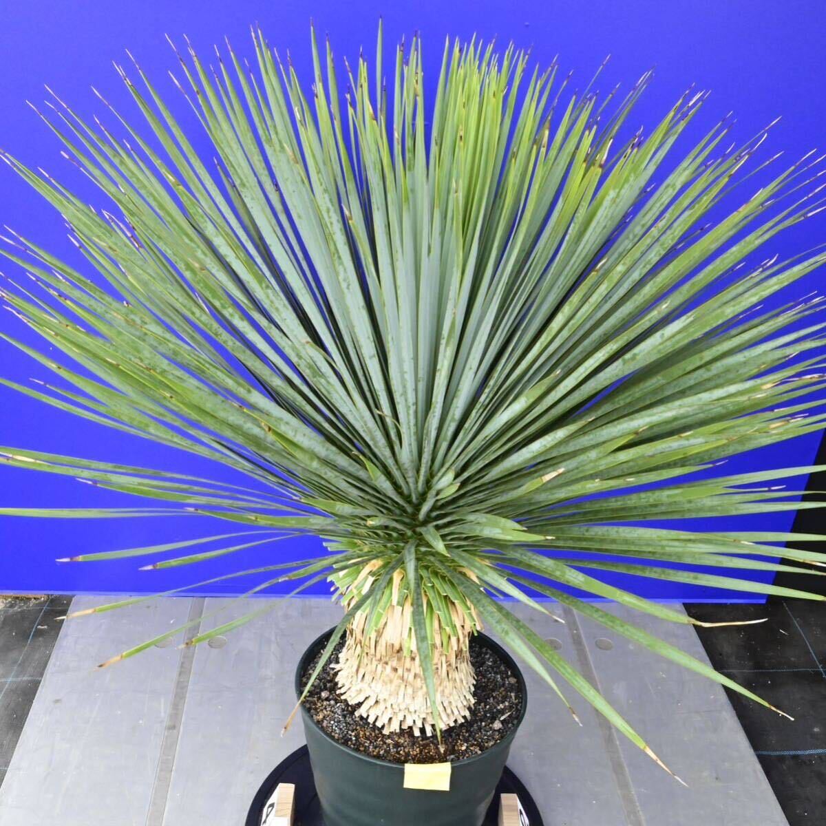 元気いっぱい ユッカロストラータ 国内栽培品 (黄色シール) Yucca rostrata 160サイズ    の画像9