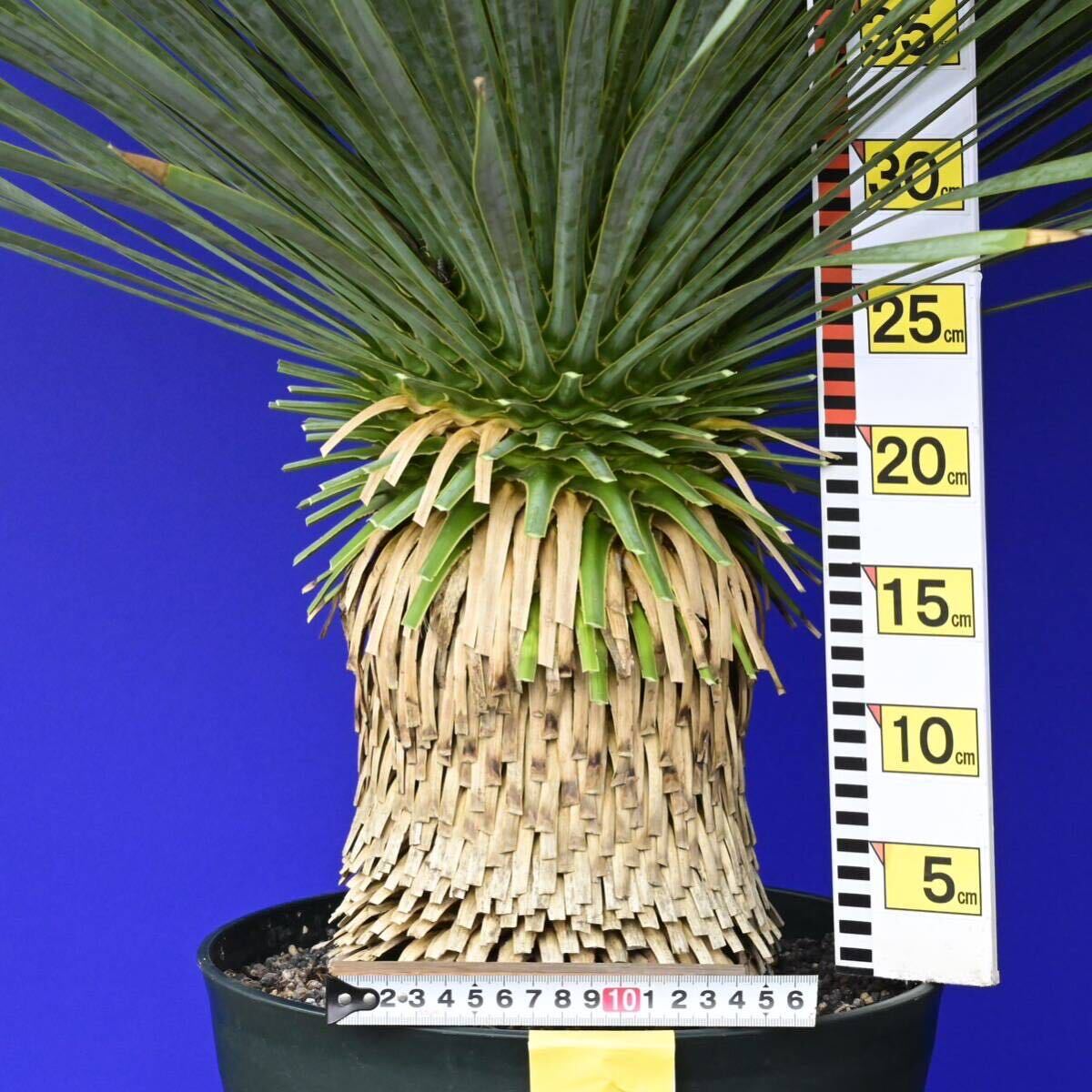 元気いっぱい ユッカロストラータ 国内栽培品 (黄色シール) Yucca rostrata 160サイズ    の画像7