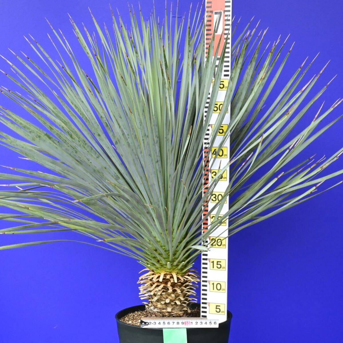 元気いっぱい ユッカロストラータ 国内栽培品 (緑シール) Yucca rostrata 160サイズ    の画像8