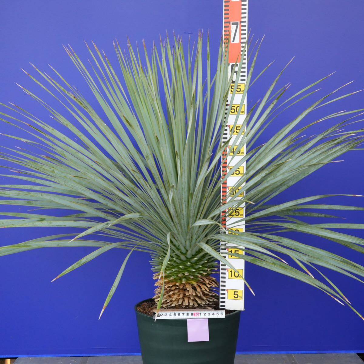 元気いっぱい　ユッカロストラータ　国内栽培品　(紫シール) Yucca rostrata 160サイズ　　　　_画像8
