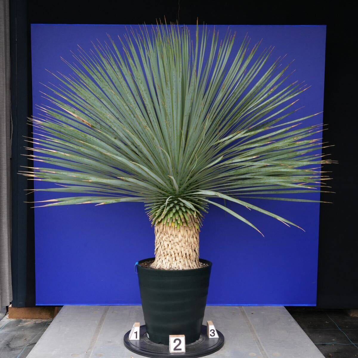 元気いっぱい ユッカロストラータ 国内栽培品(青シール) Yucca rostrata 180サイズ    の画像3