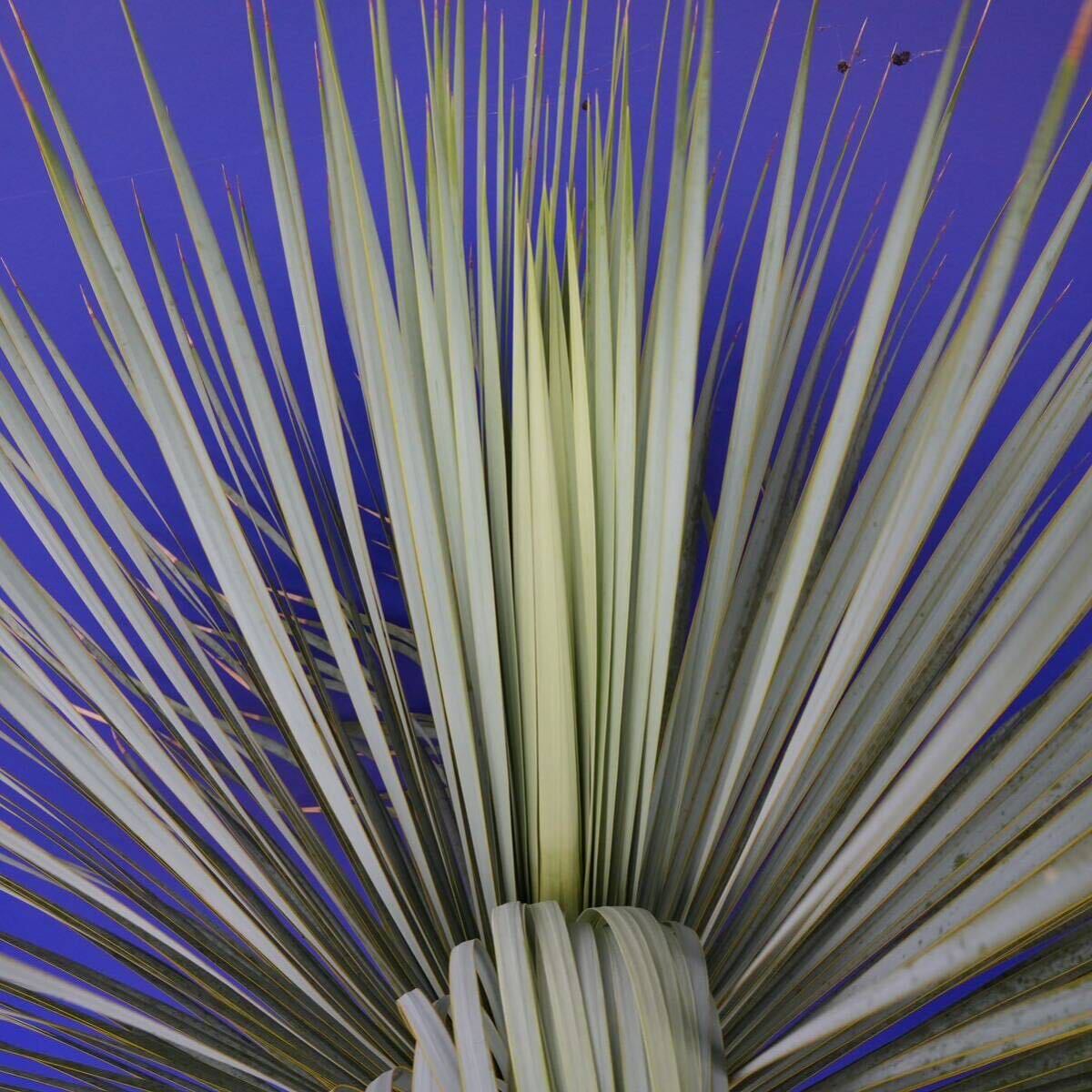 元気いっぱい ユッカロストラータ 国内栽培品(青シール) Yucca rostrata 180サイズ    の画像10