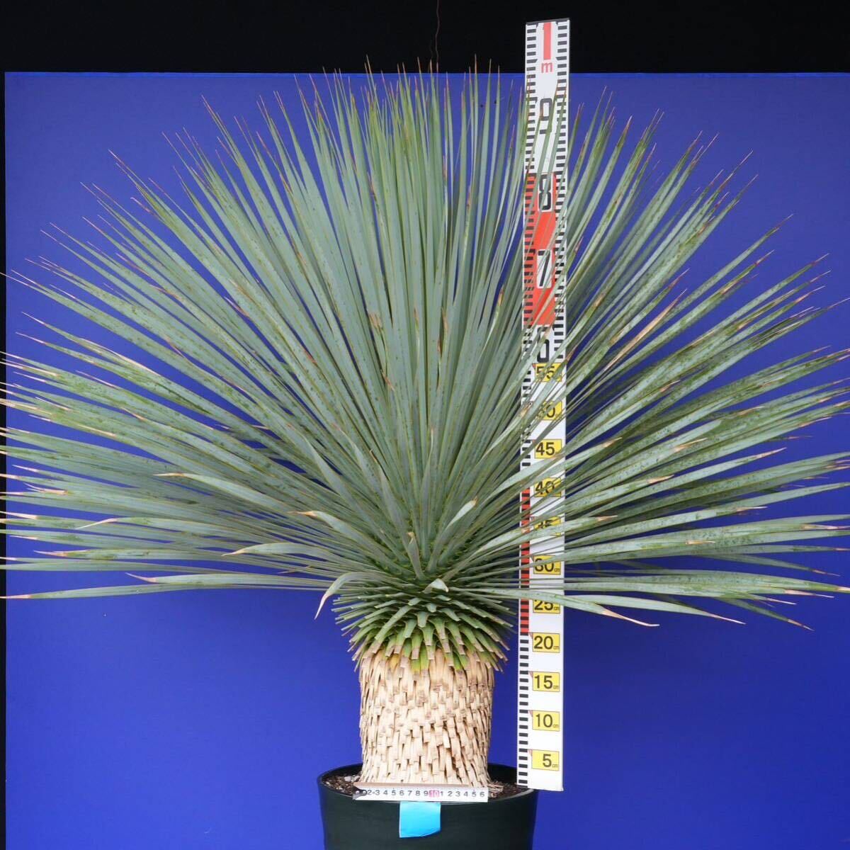 元気いっぱい ユッカロストラータ 国内栽培品(青シール) Yucca rostrata 180サイズ    の画像8