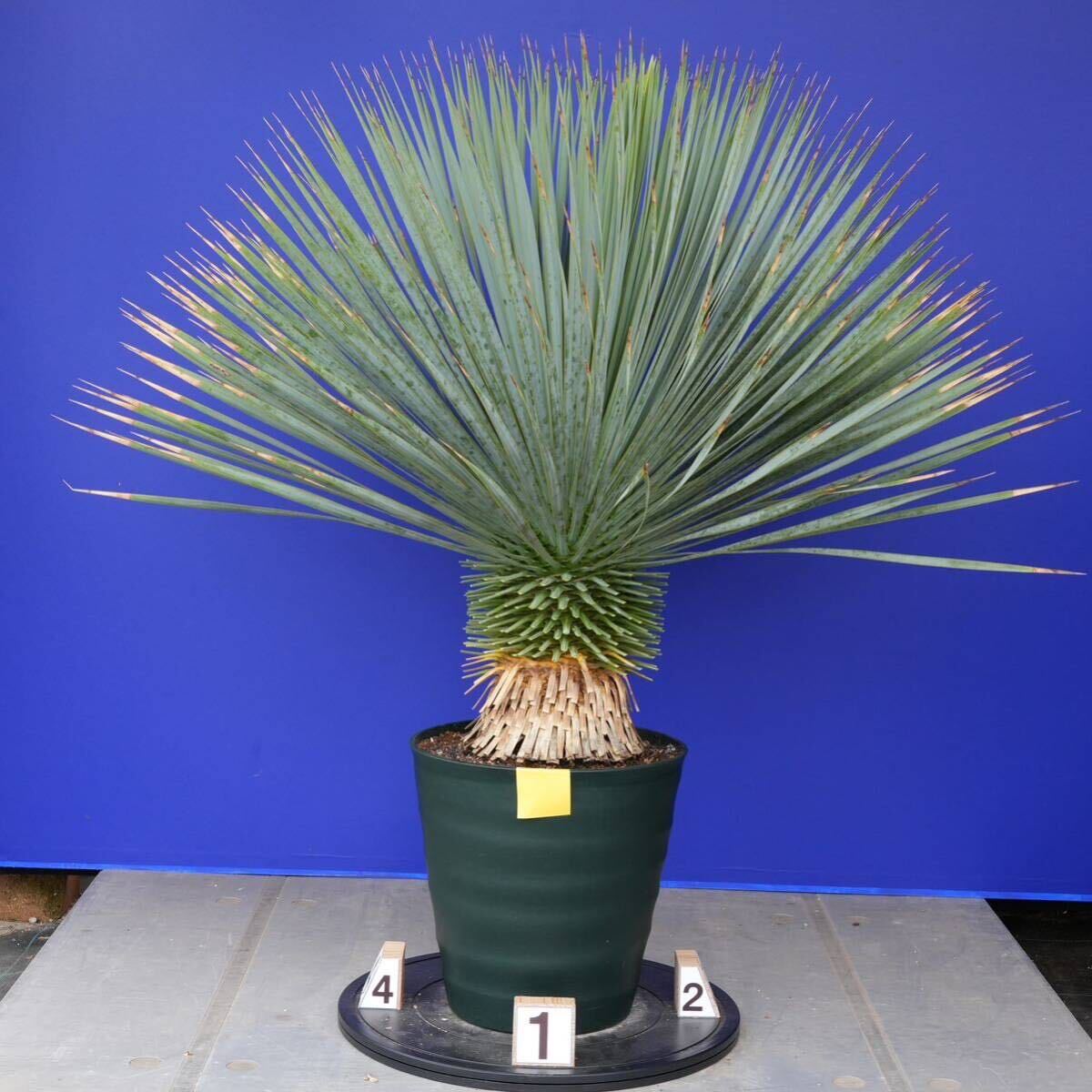 元気いっぱい ユッカロストラータ 国内栽培品 (黄色シール) Yucca rostrata 160サイズ    の画像2