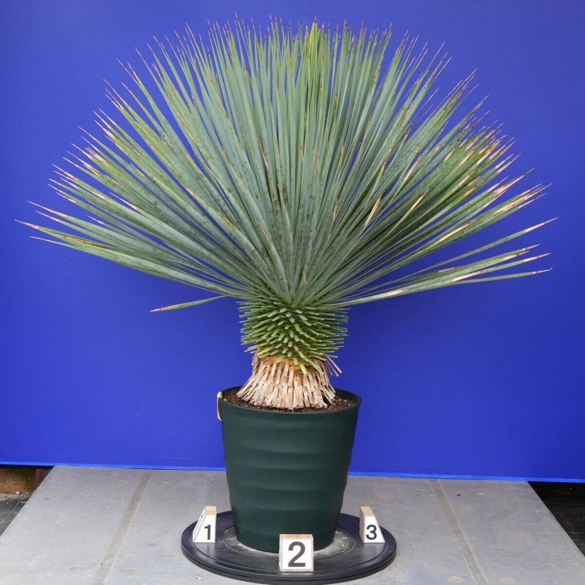 元気いっぱい ユッカロストラータ 国内栽培品 (黄色シール) Yucca rostrata 160サイズ    の画像3