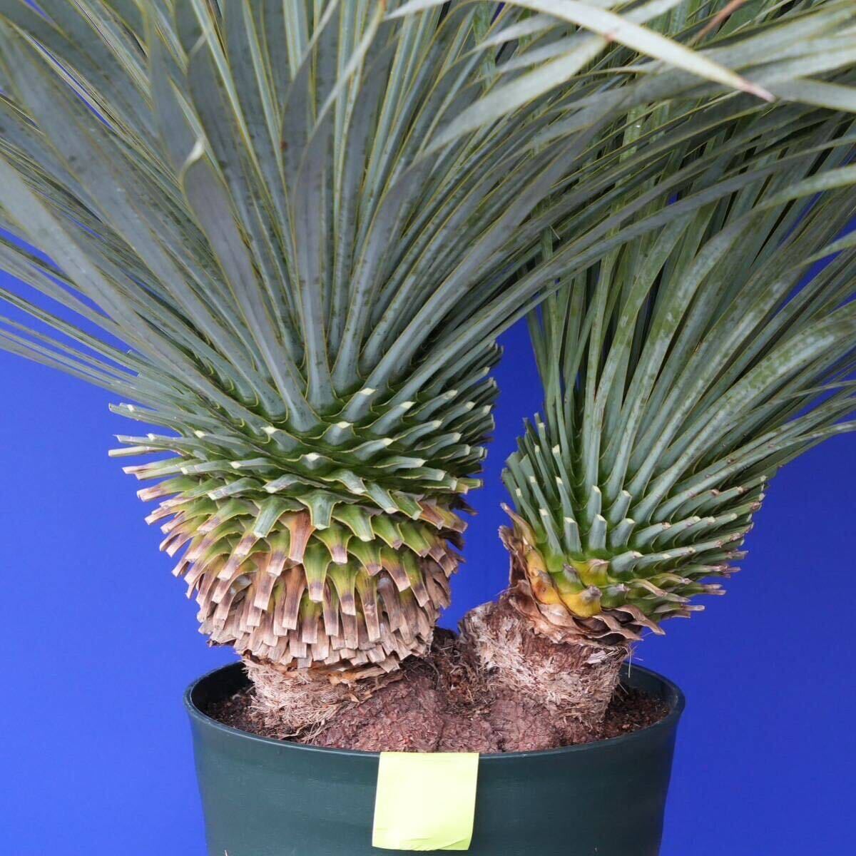 元気いっぱい ツインヘッド ユッカロストラータ(白 黄緑色シール)Yucca rostrata 国内栽培 180サイズの画像4