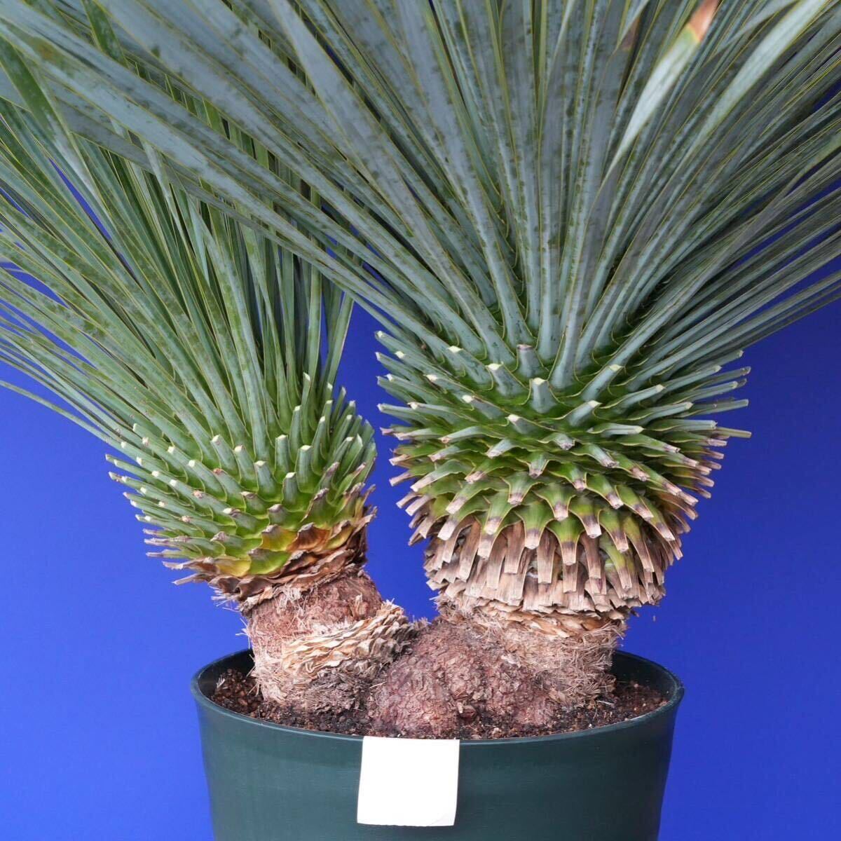 元気いっぱい ツインヘッド ユッカロストラータ(白 黄緑色シール)Yucca rostrata 国内栽培 180サイズの画像6