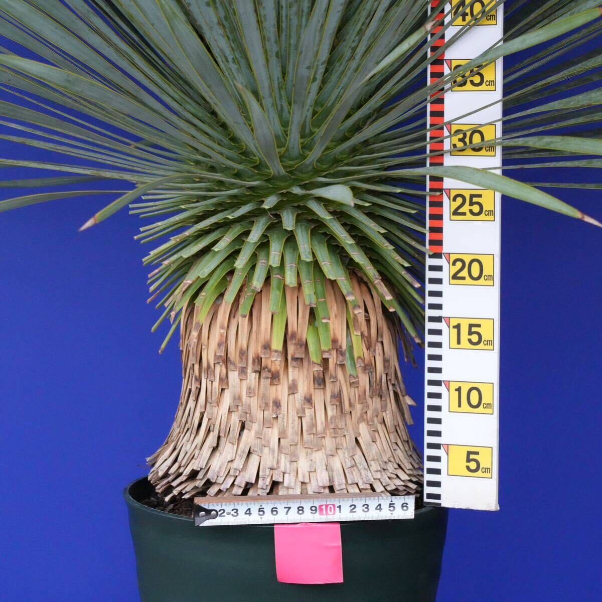 元気いっぱい ユッカロストラータ 国内栽培品(赤シール) Yucca rostrata 180サイズ    の画像7
