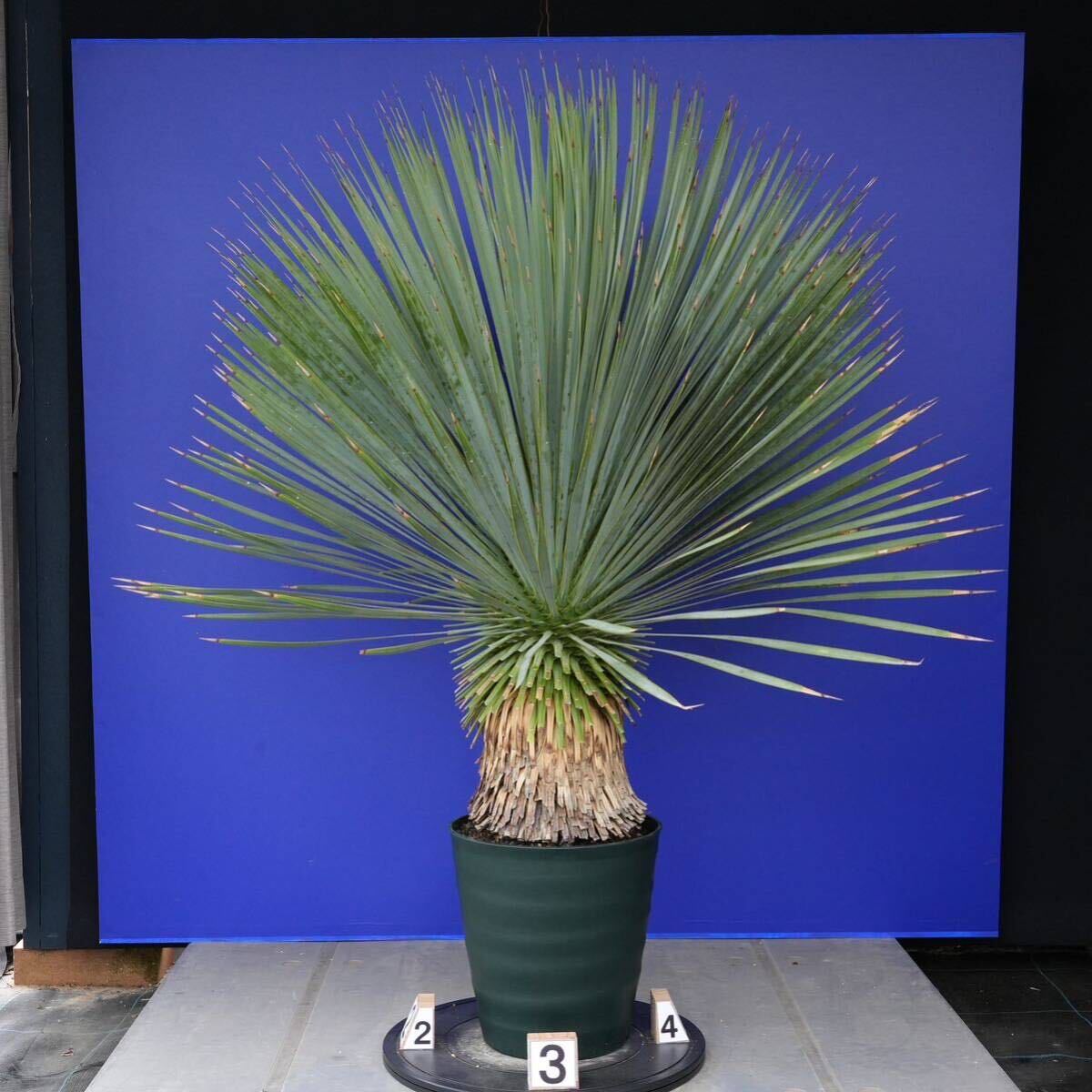 元気いっぱい ユッカロストラータ 国内栽培品(赤シール) Yucca rostrata 180サイズ    の画像4