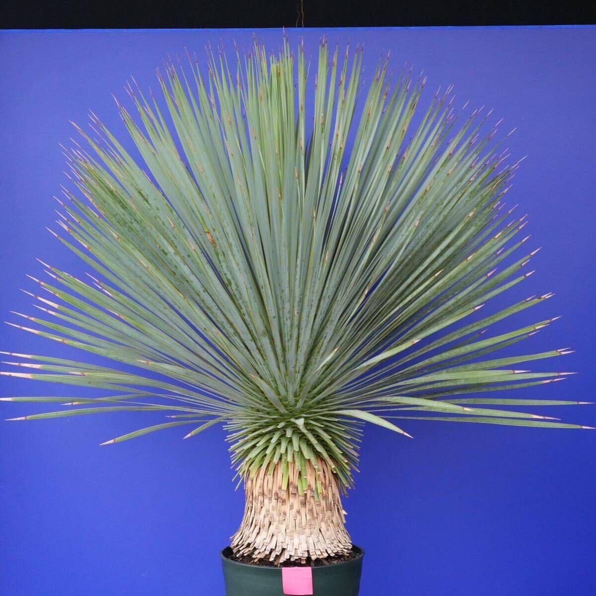 元気いっぱい ユッカロストラータ 国内栽培品(赤シール) Yucca rostrata 180サイズ    の画像1