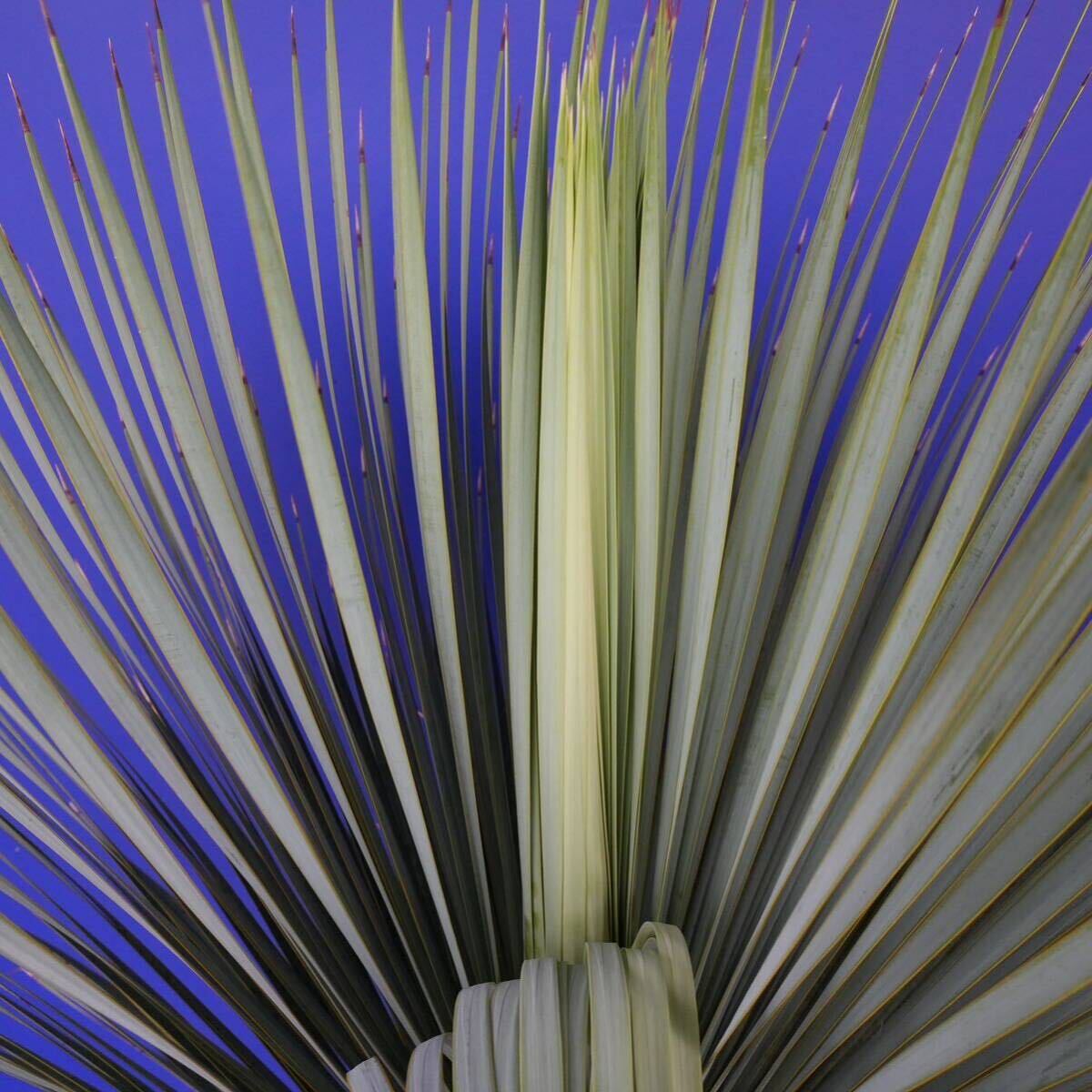 元気いっぱい ユッカロストラータ 国内栽培品(赤シール) Yucca rostrata 180サイズ    の画像10