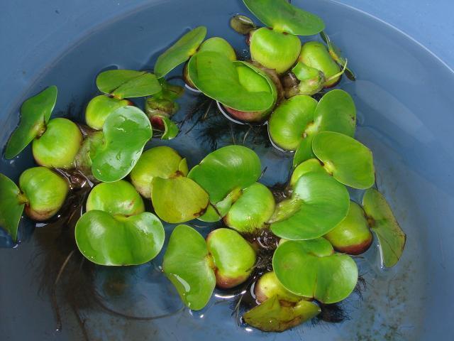 国産　玉草　ホテイ草 （ホテイアオイ）（5株）稚魚の隠れ家/メダカ・金魚の産卵に最適浮草_画像1