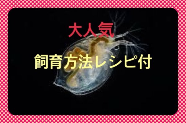 オオミジンコ（ダフニアマグナ）480匹 送料込 メダカ・金魚・ベタ等の餌に最適!!_画像3