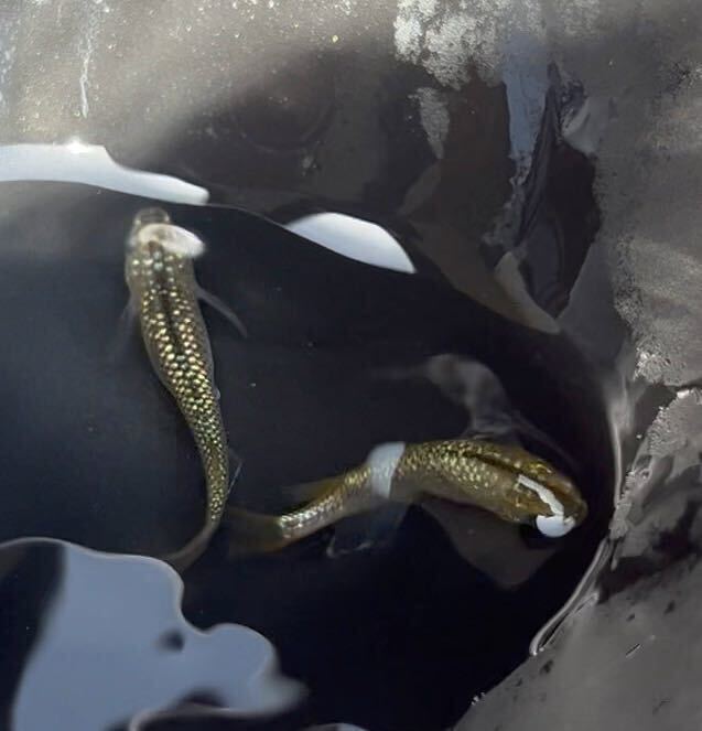 【現物】金塊メダカ 若魚1ペア ハイビスカス ネプチューン ドライフラワーの画像4