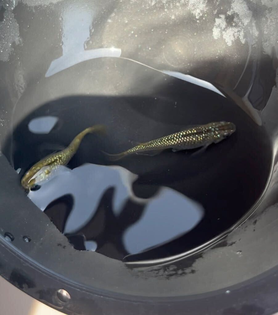 【現物】金塊メダカ 若魚1ペア ハイビスカス ネプチューン ドライフラワーの画像6