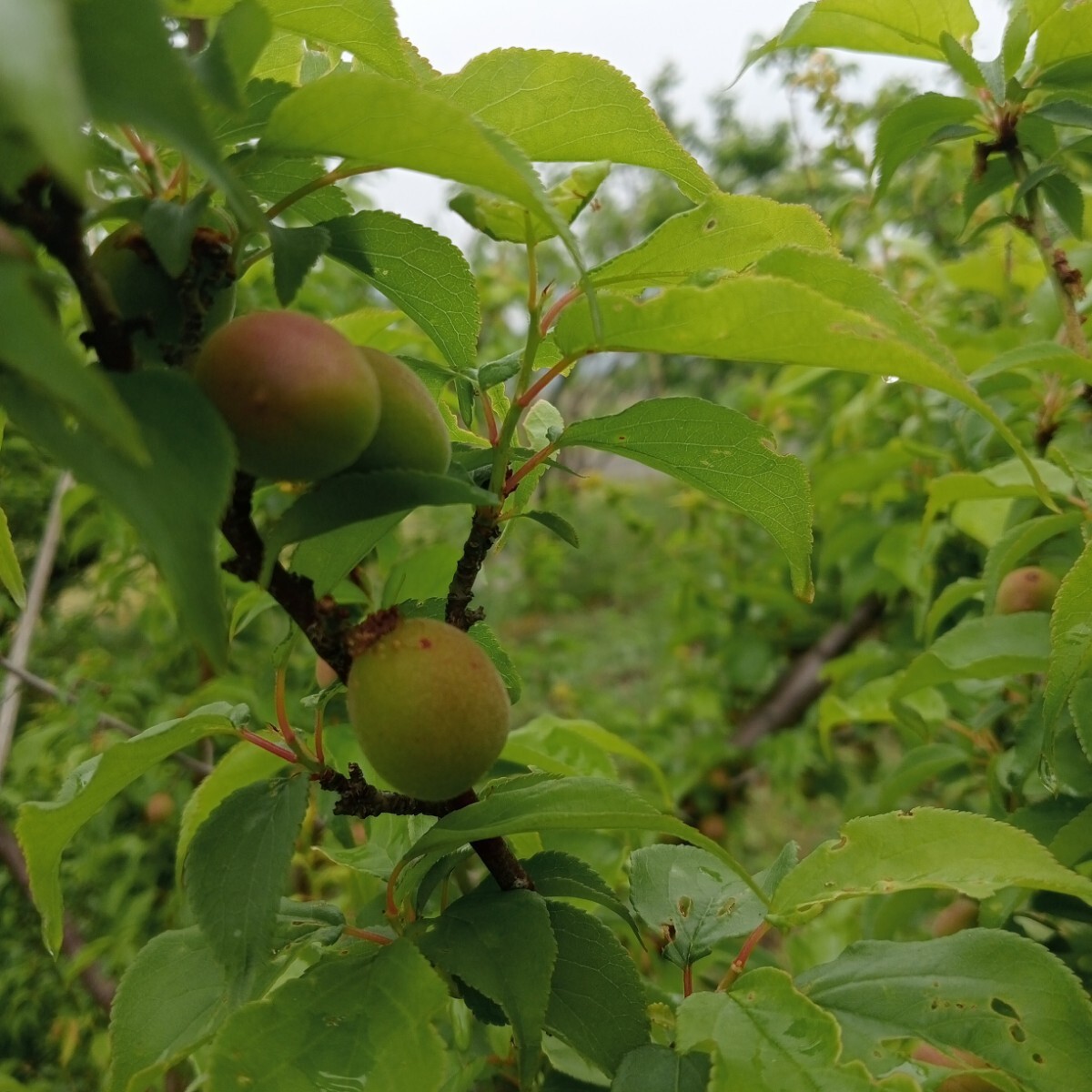  Koufu tray ground production .. small plum 2kg and more 