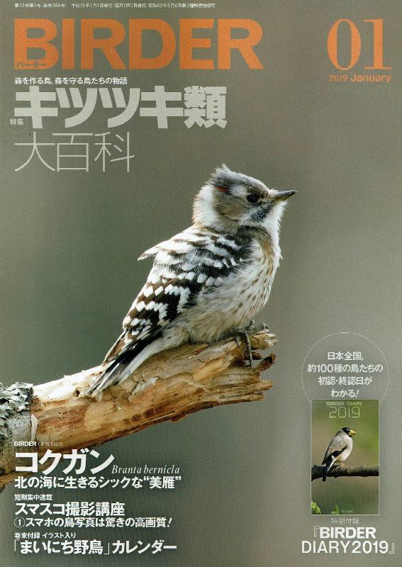 BIRDER 2019年1月号　特集：キキツキ類大百科　コクガン　スマスコ撮影講座_画像1