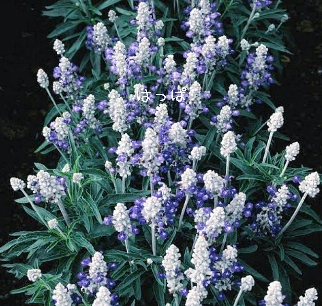  花の種 サルビア ファリナセア ストラータ40粒  青い花