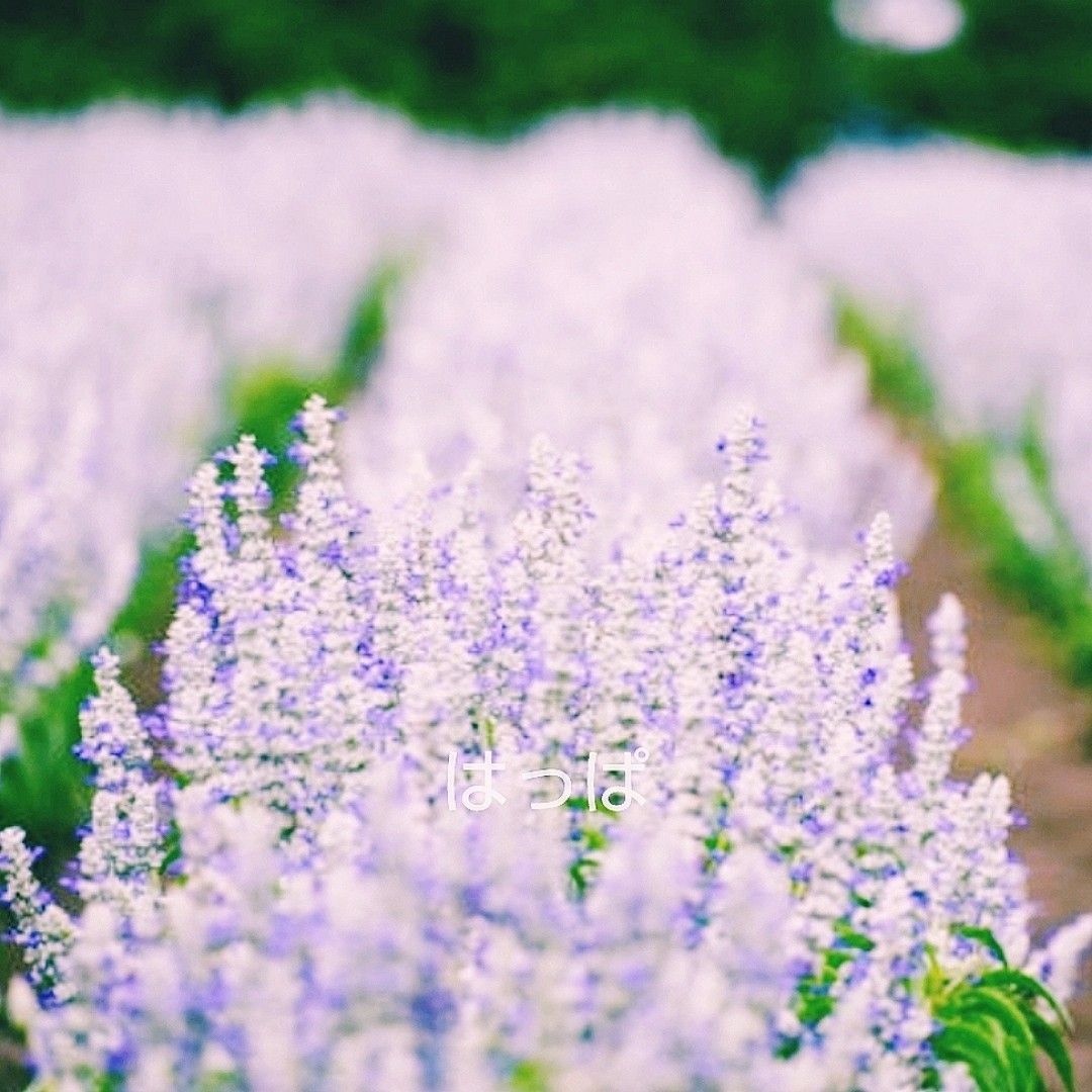  花の種 サルビア ファリナセア ストラータ40粒  青い花